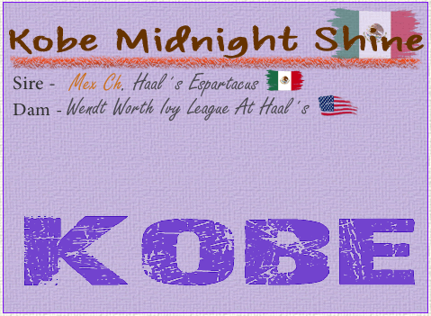 Kobe Midnight Shine
